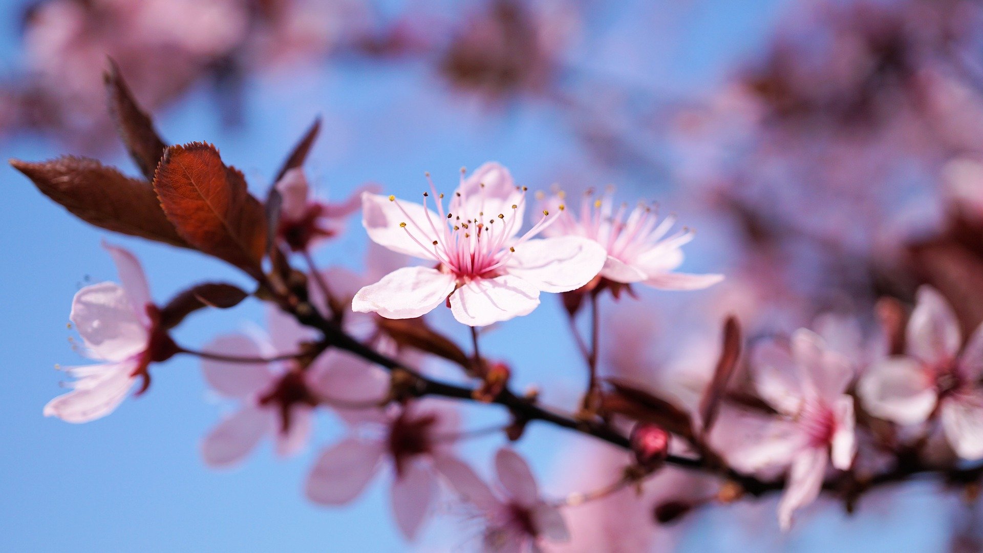 fleurs de cerisiers - sakura